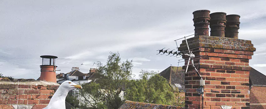 Chimney Cleaning And Restoration in Clarksville, Tennessee